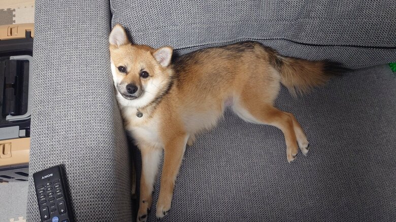 ソファでくつろぐおこげちゃん