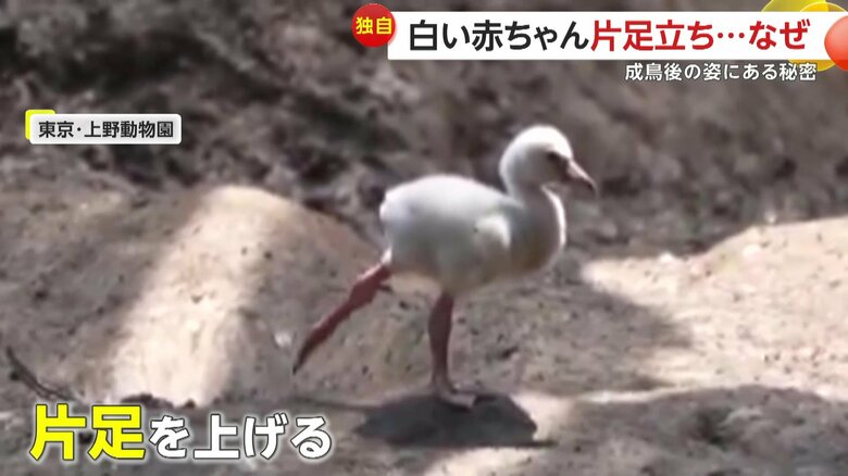 片足立ちをするフラミンゴの赤ちゃん（視聴者撮影）