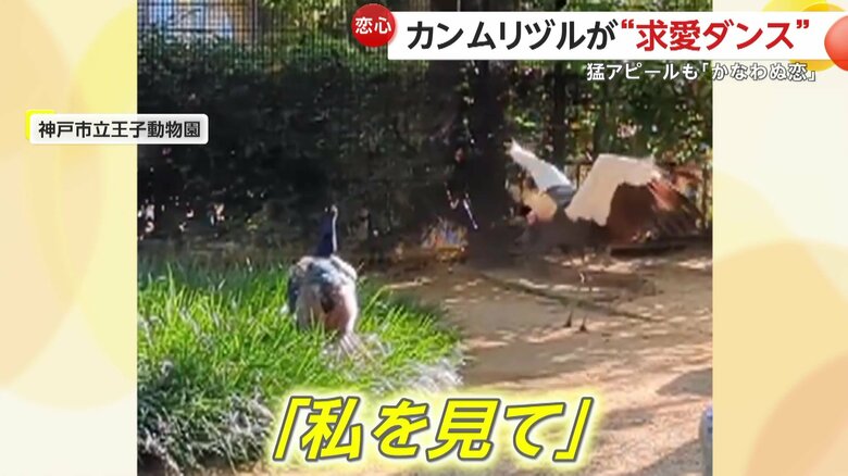 目の前で「私を見て」とでもいうように踊り続けていたメスのカンムリヅル