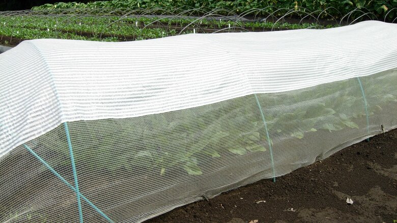 夏用トンネル資材「モヒカンネット」（提供：サカタのタネ）