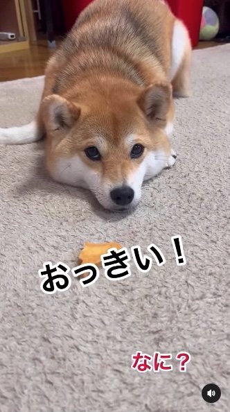 提供：柴犬ゆきちゃん