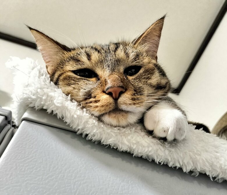 提供：猫のテトさん