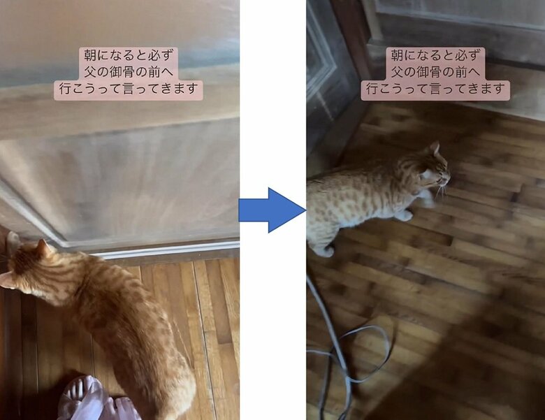 扉を開けるのをお手伝い　その後もスタスタ進んでいく