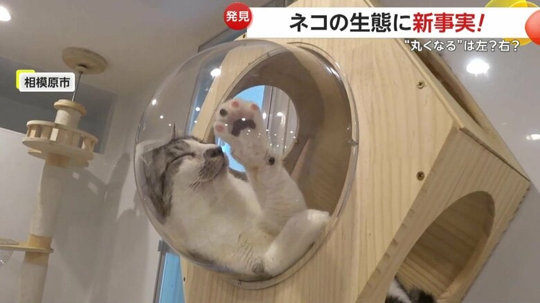 定点カメラに収められたネコの映像