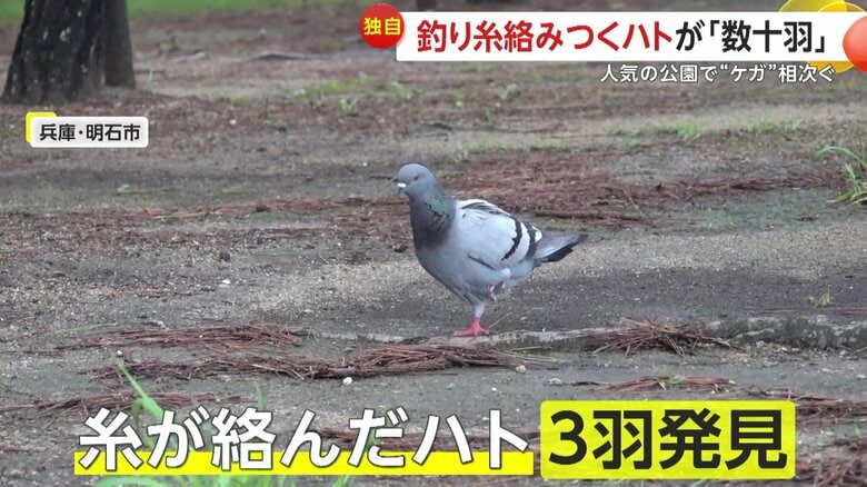 糸がからんだハト