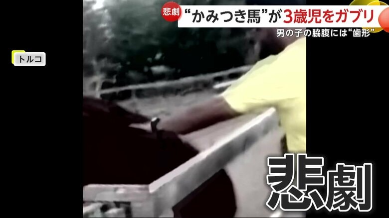 父親が馬に手を伸ばそうとした時、悲劇は襲った