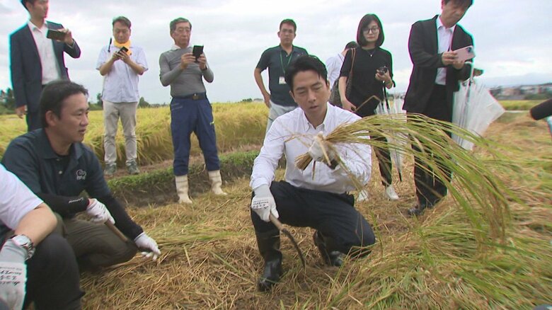 コメづくりの現場を視察する小泉氏（2024年）