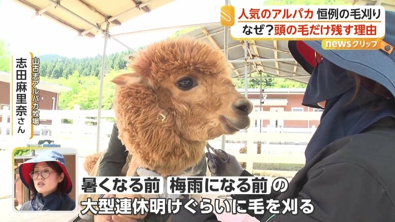 「暑くなる前と梅雨になる前、ちょうど大型連休明けぐらいに毛を刈る」と説明している志田麻里奈さん