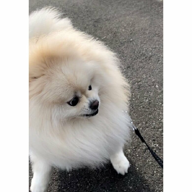 ビビりな性格、犬が近くに来てすごい表情に…