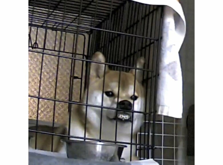 提供：torakichi602さん