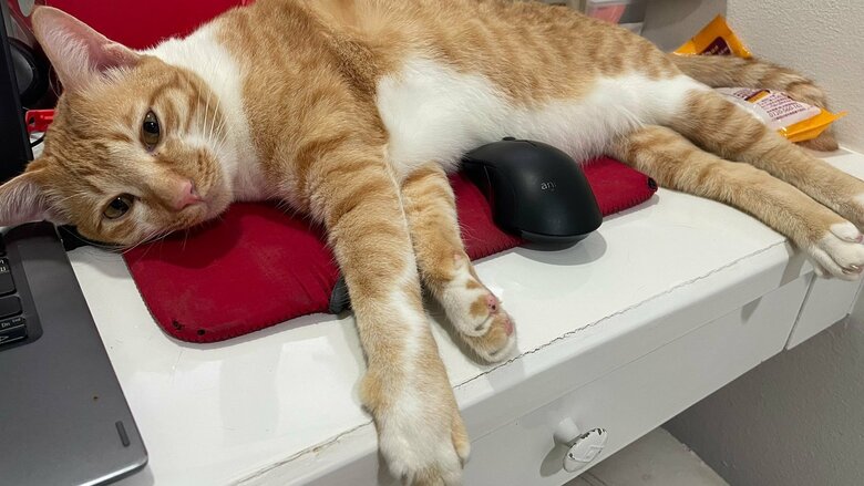 自宅では飼い主のデスクを占領することも