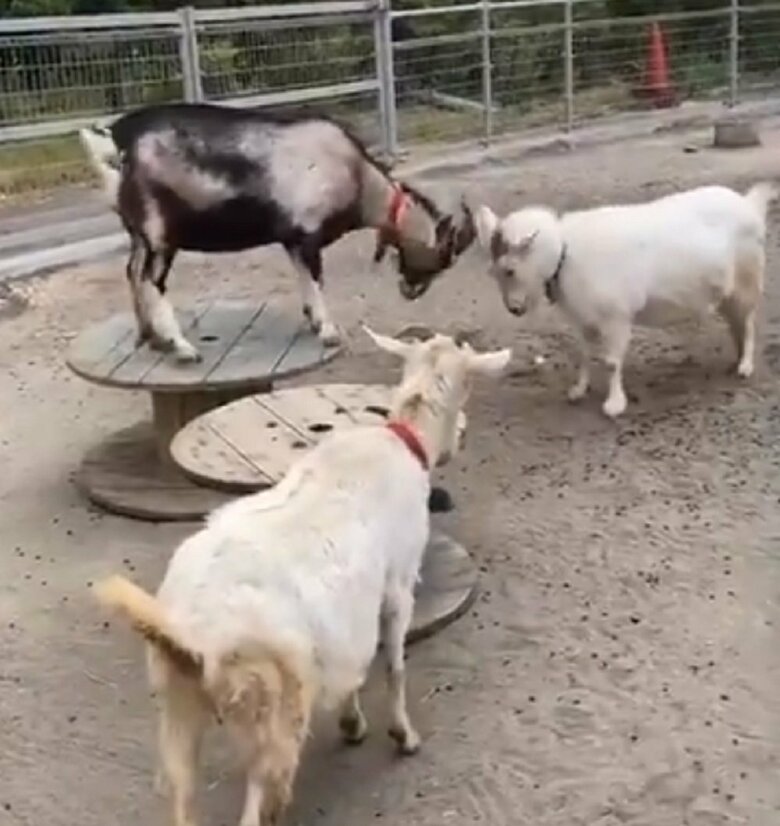 ツノをぶつけ合い、バトルするヤギ