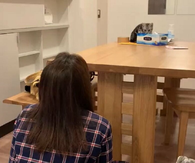 ティッシュ箱の後ろにいるあんこくん