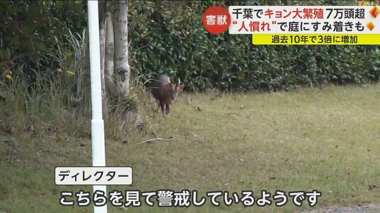 取材ディレクターの方を見て警戒するキョン