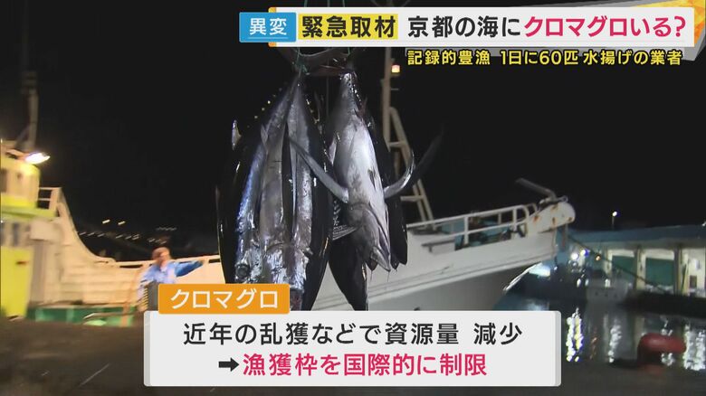 漁獲制限の効果や海水温の上昇も影響か