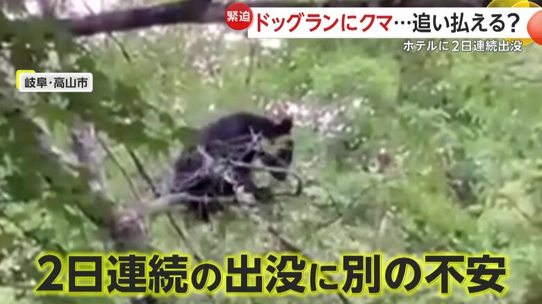 子グマは2日連続でホテルに出没していた