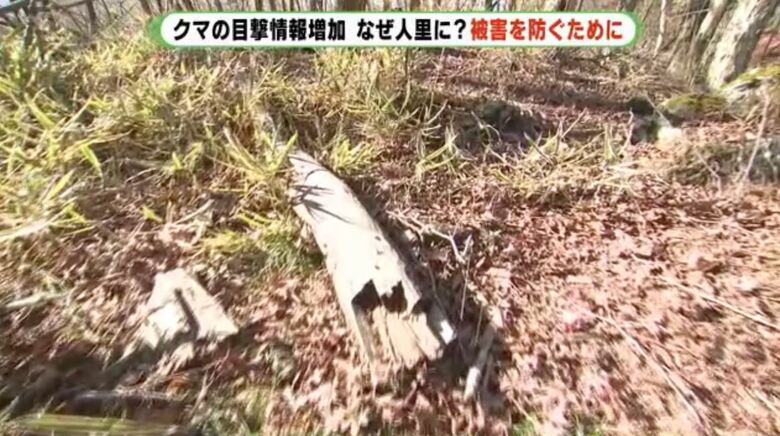 富士山麓・朝霧高原でもナラ枯れを確認