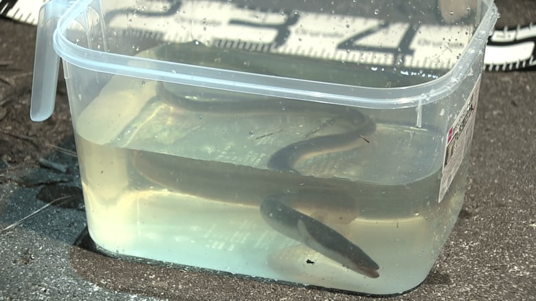 体長約40センチの二ホンウナギを釣る