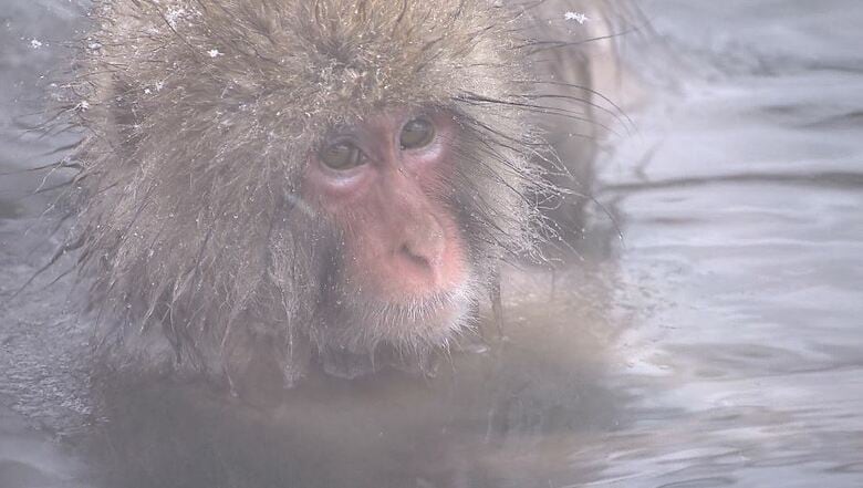 温泉につかるサル