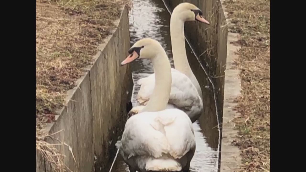 なぜ 用水路に2羽の白鳥 脱出先でさらなる悲劇も安住の地で癒しの存在に Fnnプライムオンライン なぜ 用水路に2羽の白鳥狭い用水路に住み ｄメニューニュース Nttドコモ