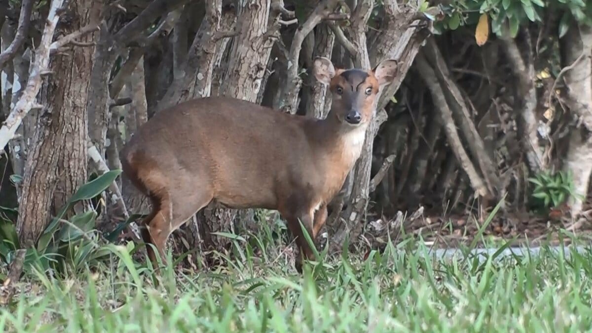 ギャー！夜の住宅街に不気味な鳴き声 「キョン」が千葉で大繁殖…なぜ