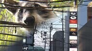 繁華街で愛くるしい“アライグマ一家”目撃も…住居への被害急増「特定外来生物」で駆除へ【佐賀発】