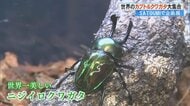 世界のカブトムシやクワガタが大集合　昆虫とのふれあいで大人も大興奮！ 思わず童心に返ってしまう企画展