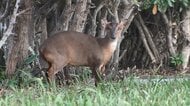 ギャー!夜の住宅街に不気味な鳴き声 「キョン」が千葉で大繁殖…なぜ?我が物顔で庭に侵入、足で威嚇も