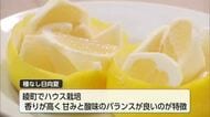 「種なし日向夏」初競り　最高値は過去最高に