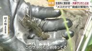 “生後間もなくメスだけで繁殖”「ミステリークレイフィッシュ」松山の泉「定着可能性極めて高い」【愛媛】