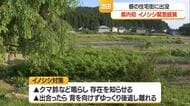 県内初イノシシの緊急銃猟　体長約1メートルの成獣を住宅街で目撃→畑に逃げ込む　山形・酒田市