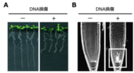 植物がDNAの傷ついた幹細胞を取り除く仕組みを発見
