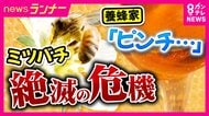 ミツバチ激減で「イチゴやメロンにたまねぎ」が食べられなくなる？　農作物の受粉に欠かせない存在が絶滅危機　背景に温暖化による猛暑と寄生虫など　救世主はなんと「ハエ」