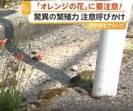 ポピーに似たオレンジの花に注意…外来植物「ナガミヒナゲシ」が全国で拡大　素手で触ると「かぶれ・ただれ」のおそれ　専門家が駆除方法解説