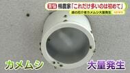 平年の6倍!?緑の厄介者・カメムシが大量発生　柿農家「これだけ多いのは初めて」　対策グッズの問い合わせも急増