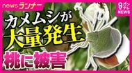 壁にびっしり…においも気になる「カメムシ」ことしも大量発生のおそれ　“100%の致死率”期待の駆除方法を取材　旬迎える桃にも被害で農家が悲鳴の中