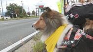 「ワンワン！」“犬のお巡りさん”が交通安全をPR　国道で「事故に遭ワン」大作戦　10匹がドライバーに呼びかけ「犬のお巡りさんのように堂々と時間に余裕を持って」　長野・千曲市