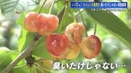 旬のサクランボがボコボコに… 「カメムシ注意報」発表の広島県内で、“においだけじゃない”被害深刻