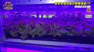 レタス1日1万株の工場を仕掛けた若手女性社長は野菜も人も育てる 静岡・三島市