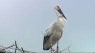 ゴルフ場にコウノトリ!? 幸せと笑顔を運ぶ〈宮城・川崎町〉