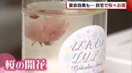 <自宅でお花見>日本酒に満開の桜 ぽんしゅグリアとは?!【新潟・長岡市】