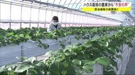 原油価格の高騰続く ハウス栽培のイチゴ農家から“不安の声” 秋田