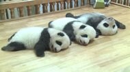 パンダの赤ちゃん お祝いだけど... 中国