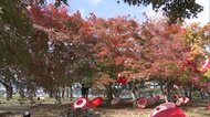 石垣とモミジの競演 番傘アートやライトアップ…2年ぶりのイベントも 鶴山公園【岡山・津山市】
