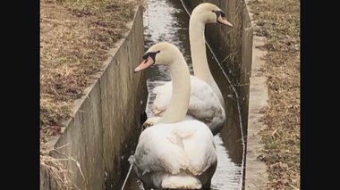 なぜ?用水路に2羽の白鳥…脱出先でさらなる悲劇も安住の地で癒しの存在に