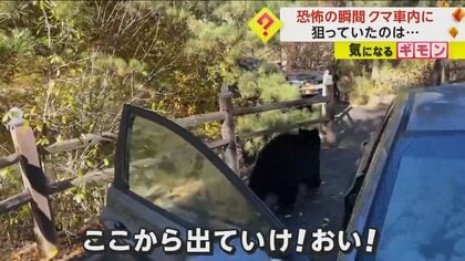 「ここから出て行け！」恐怖の瞬間…車の中に“巨大クマ”侵入　車内はグチャグチャ　お菓子のにおいにつられたか　米
