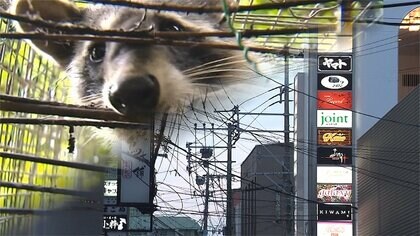 繁華街で愛くるしい“アライグマ一家”目撃も…住居への被害急増「特定外来生物」で駆除へ【佐賀発】
