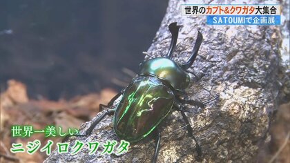 世界のカブトムシやクワガタが大集合　昆虫とのふれあいで大人も大興奮！ 思わず童心に返ってしまう企画展