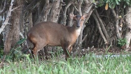 ギャー！夜の住宅街に不気味な鳴き声　「キョン」が千葉で大繁殖…なぜ？我が物顔で庭に侵入、足で威嚇も