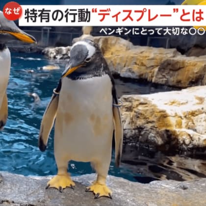 【40秒間で5回も…】何度もおじぎをするペンギンの謎　特有行動“ディスプレー”で愛を深めるコミュニケーション　長崎ペンギン水族館